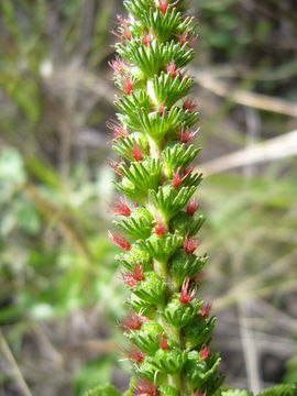 Acalypha communis Müll. Arg.的圖片