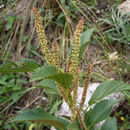 Image of Acalypha communis Müll. Arg.