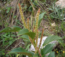 Acalypha communis Müll. Arg.的圖片