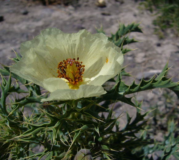 Image of Argemone subfusiformis G. B. Ownbey