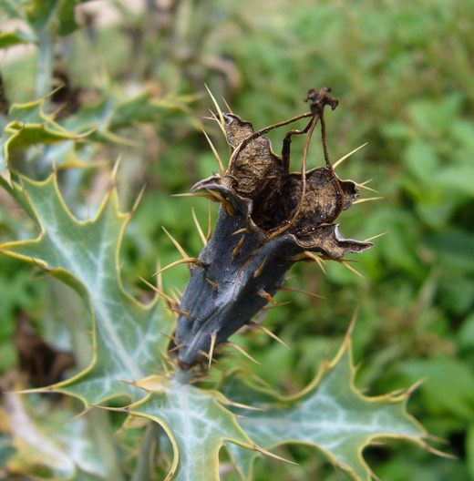 Image of Argemone subfusiformis G. B. Ownbey