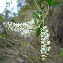 Image de Aloysia gratissima (Gillies & Hook.) Tronc.