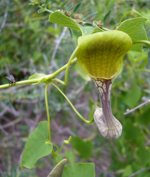 Image of Aristolochia argentina Griseb.
