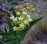 Image of Asclepias mellodora St. Hil.