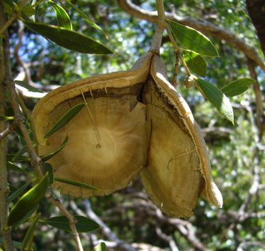 Image of Aspidosperma quebracho-blanco Schltdl.