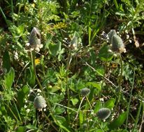 Plancia ëd Plantago lagopus L.