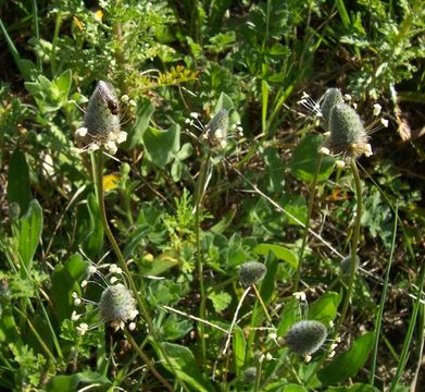 Image of Hare's-foot Plantain