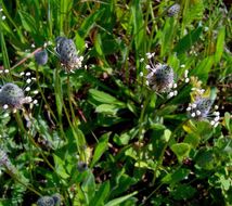 Plancia ëd Plantago lagopus L.