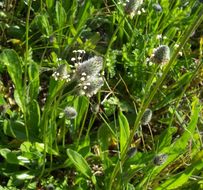 Plancia ëd Plantago lagopus L.