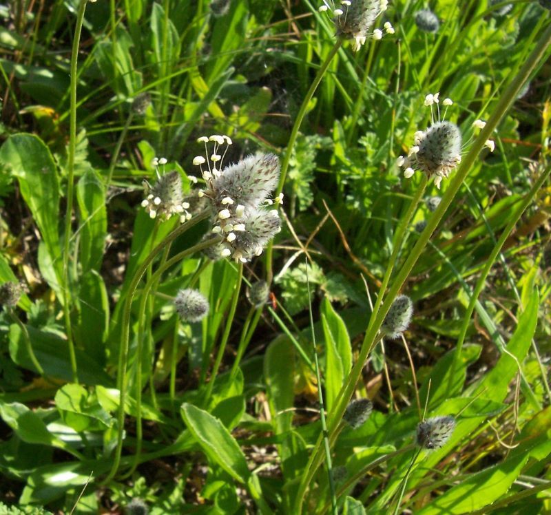 Plancia ëd Plantago lagopus L.