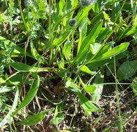 Plancia ëd Plantago lagopus L.