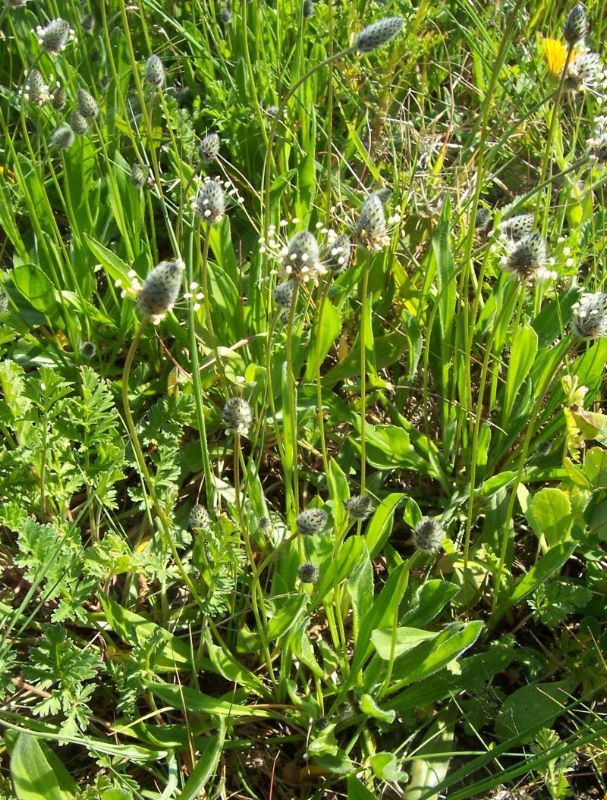 Plancia ëd Plantago lagopus L.