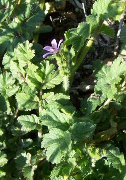 Image of musky stork's bill