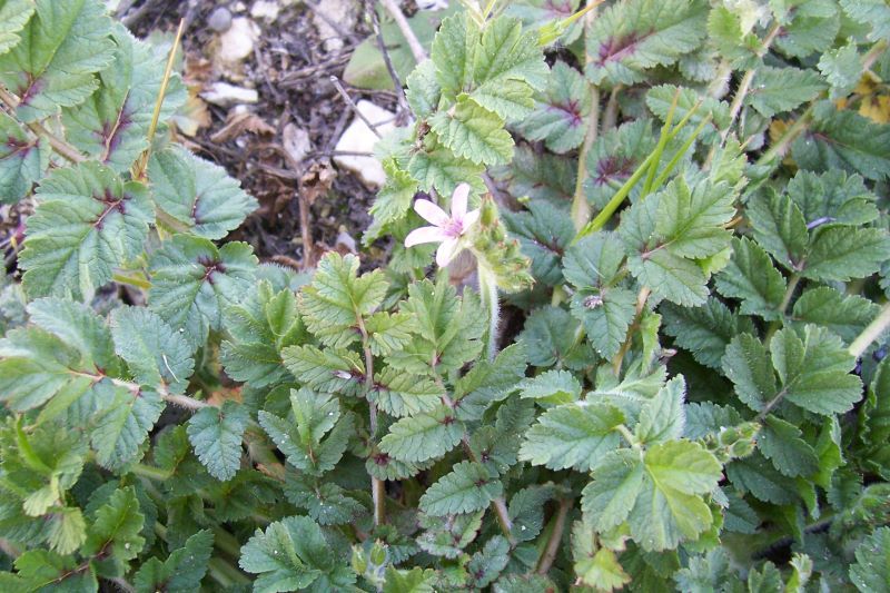 Слика од Erodium moschatum (L.) L'Her.