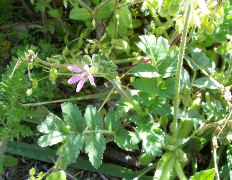 Слика од Erodium moschatum (L.) L'Her.