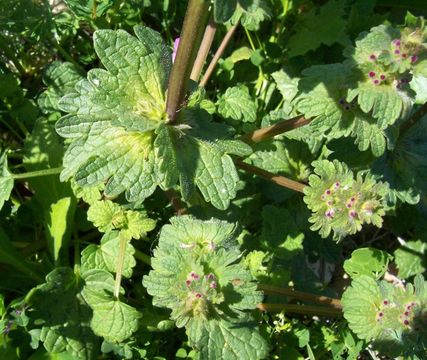 Image of common henbit