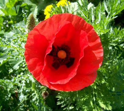 Image of corn poppy