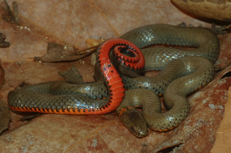 Image of Ring-necked Snake