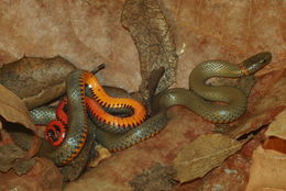 Image of Ring-necked Snake