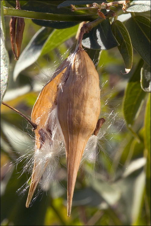 Image of common vincetoxicum