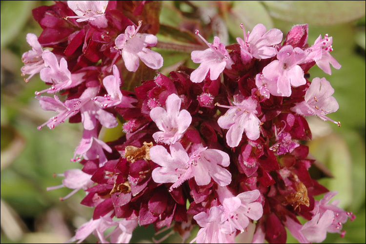 Image of oregano