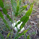 Image of Baccharis articulata (Lam.) Pers.