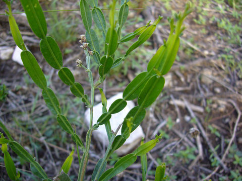 Image of Baccharis articulata (Lam.) Pers.