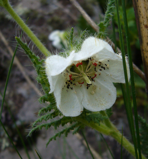 Image of Blumenbachia