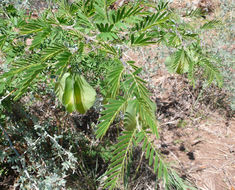 Sivun <i>Bulnesia bonariensis</i> kuva