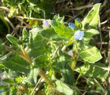 Echium parviflorum Moench的圖片