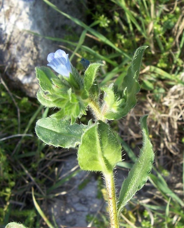 Echium parviflorum Moench的圖片