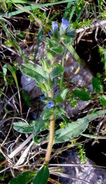 Echium parviflorum Moench的圖片