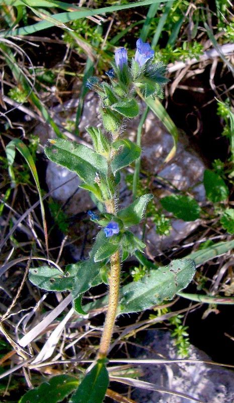 Image of Echium parviflorum Moench