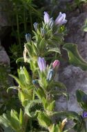 Echium parviflorum Moench的圖片