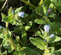 Echium parviflorum Moench的圖片