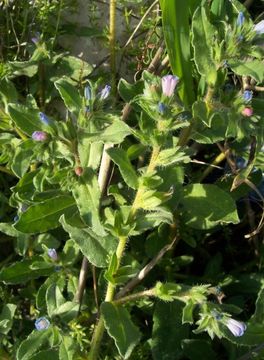 Image of Echium parviflorum Moench