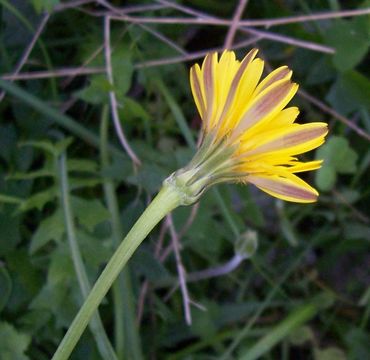 Image of Hyoseris radiata L.