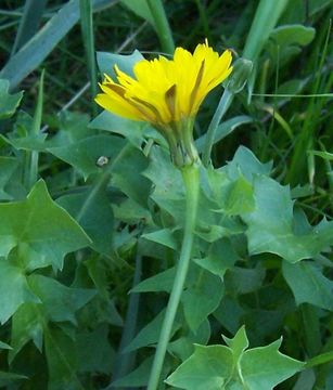 Image of Hyoseris radiata L.