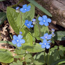 Image of navelwort