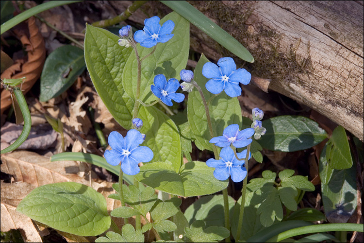 Omphalodes verna Moench的圖片