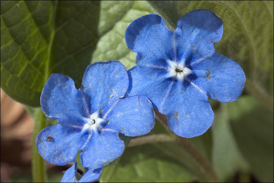 Image of blue-eyed-Mary