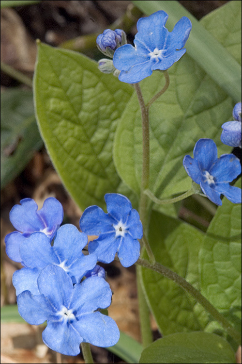 Omphalodes verna Moench的圖片