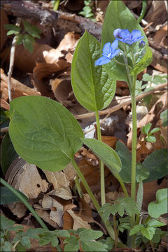 Omphalodes verna Moench的圖片