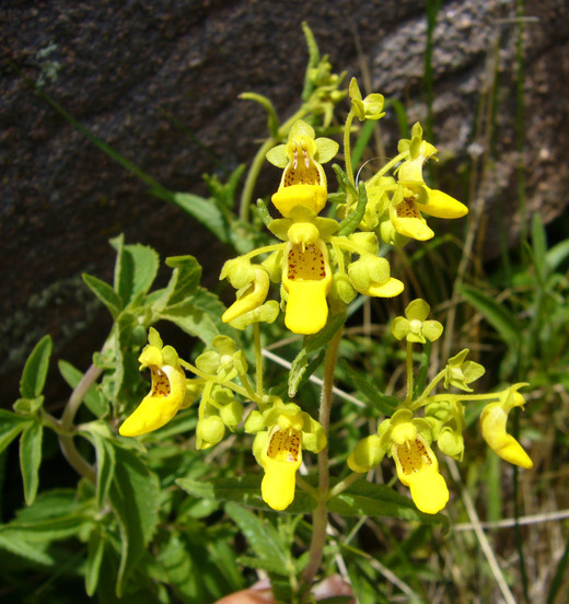 Image of Calceolaria teucrioides Griseb.