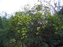 Image of balloon vine