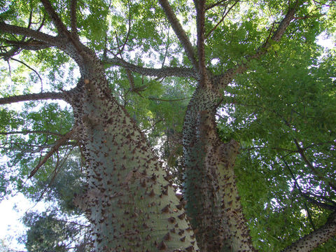 صورة Ceiba insignis (Kunth) P. E. Gibbs & J. Semir