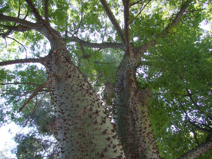 Image de Ceiba insignis (Kunth) P. E. Gibbs & J. Semir