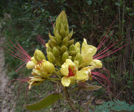 Image of bird-of-paradise shrub