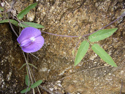 Image of Clitoria cordobensis Burkart