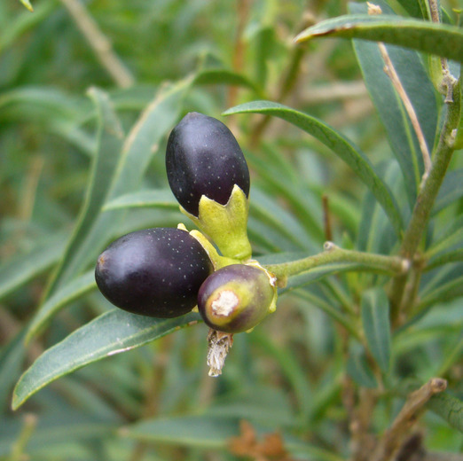 Image of Chilean jessamine